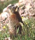Sierra Nevada Yellow-bellied Marmot